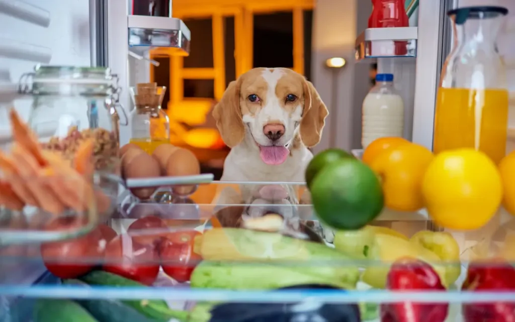 comida casera perros