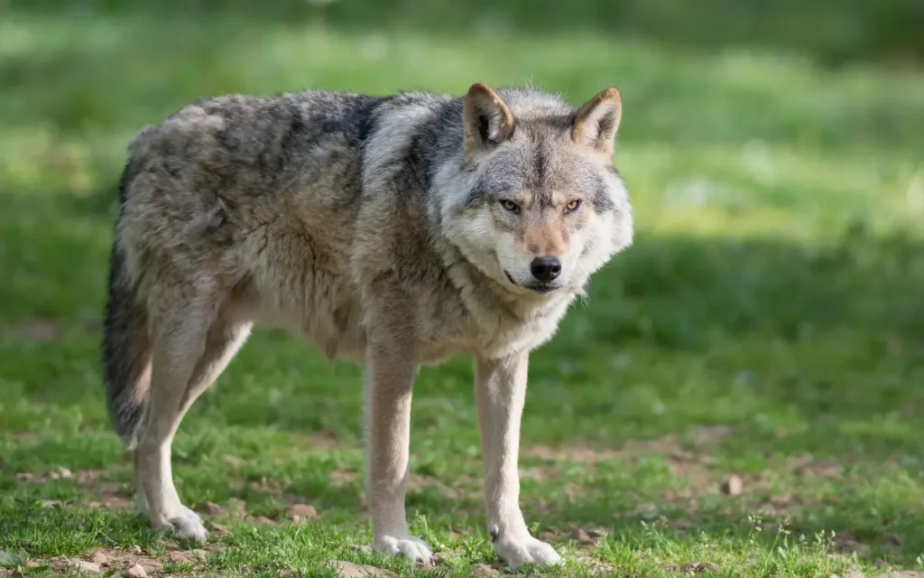 perro lobo checoslovaco