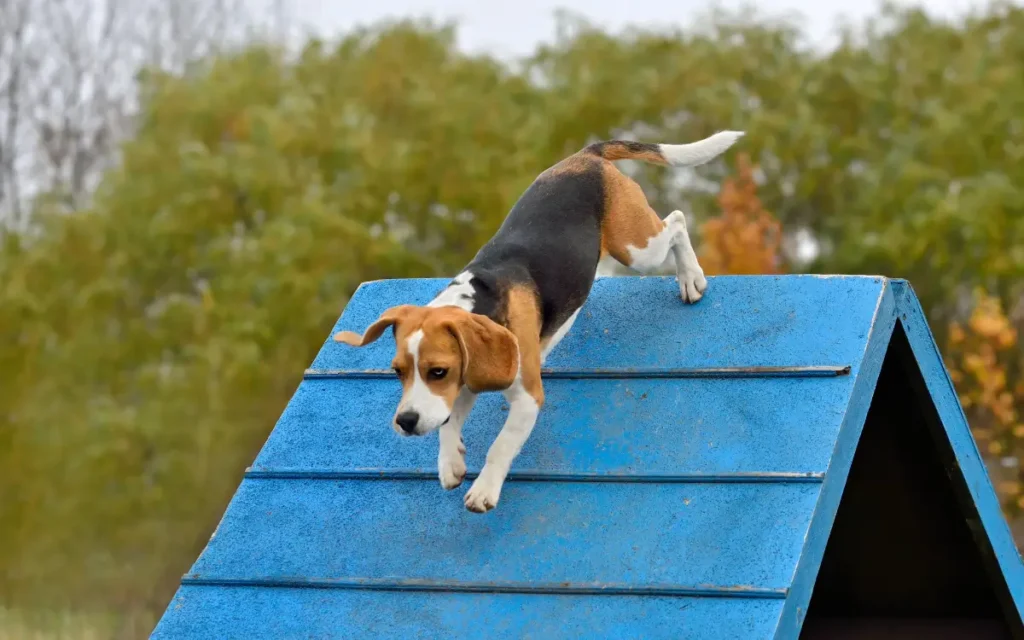 importancia del cuidado de los perros