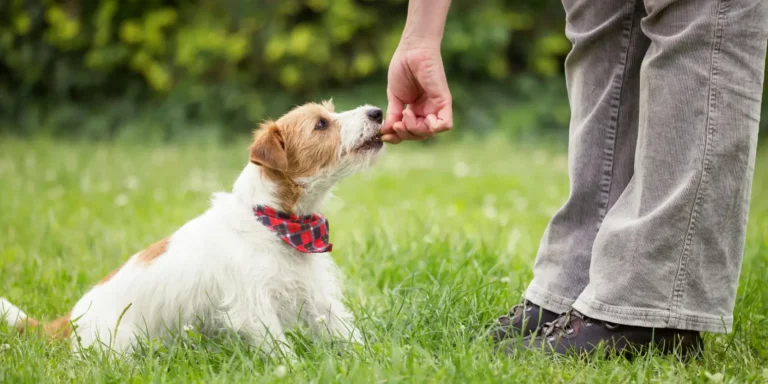 ¿Cómo adiestrar a un perro?