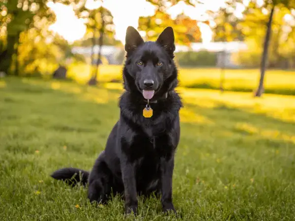 Calupoh El Perro Lobo Mexicano en Detalle