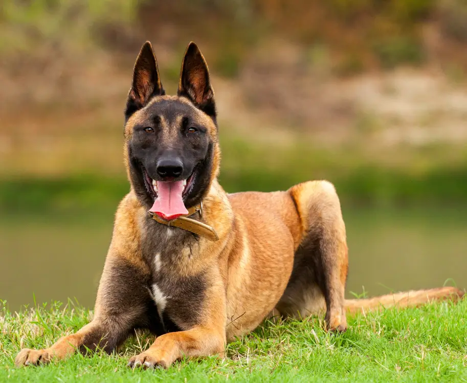 Cómo enseñar a tu perro a tumbarse