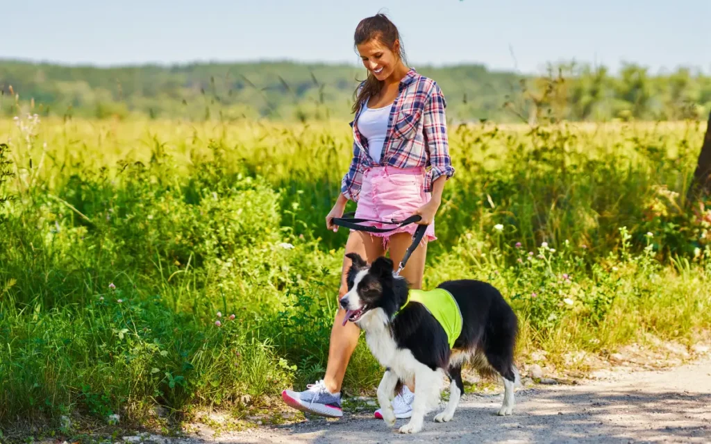 Cómo enseñar a un perro a caminar con correa