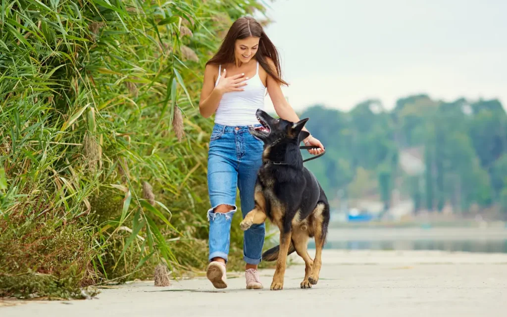 ¿Cómo adiestrar a un perro?