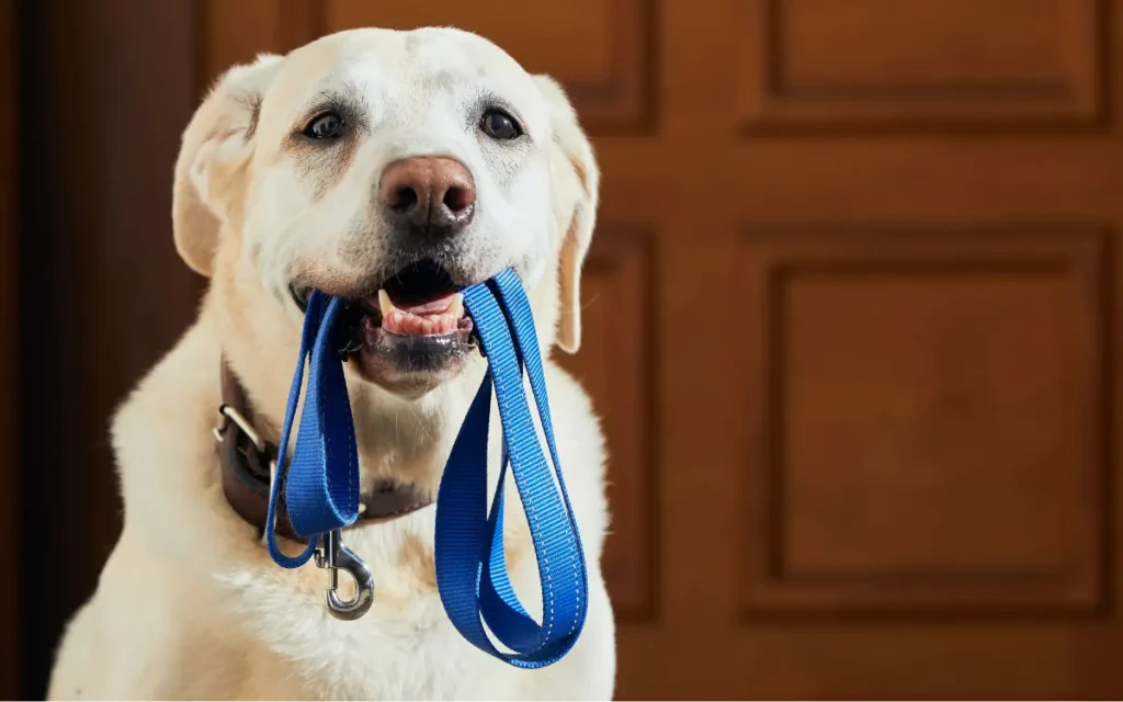 Cómo enseñar a un perro a caminar con correa