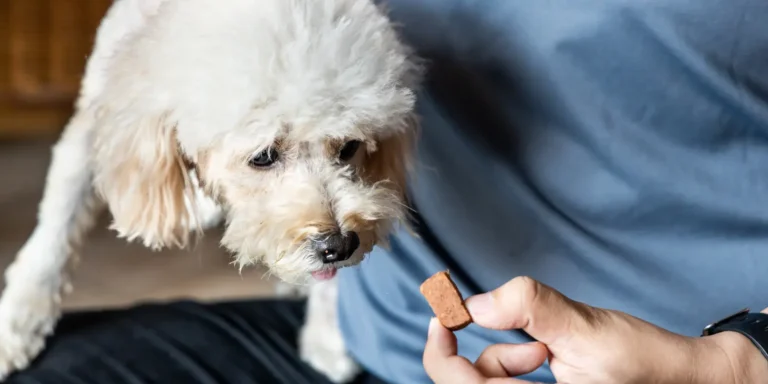 desparasitacion interna para perros