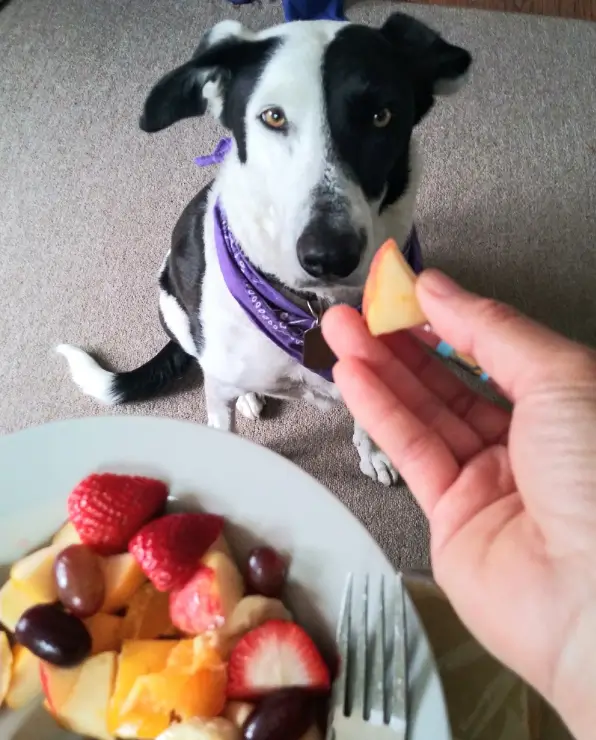 Los perros pueden comer piña