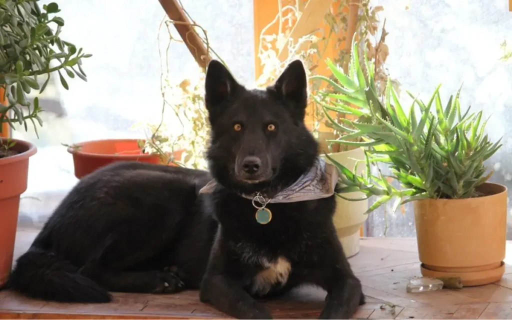 Calupoh El Perro Lobo Mexicano