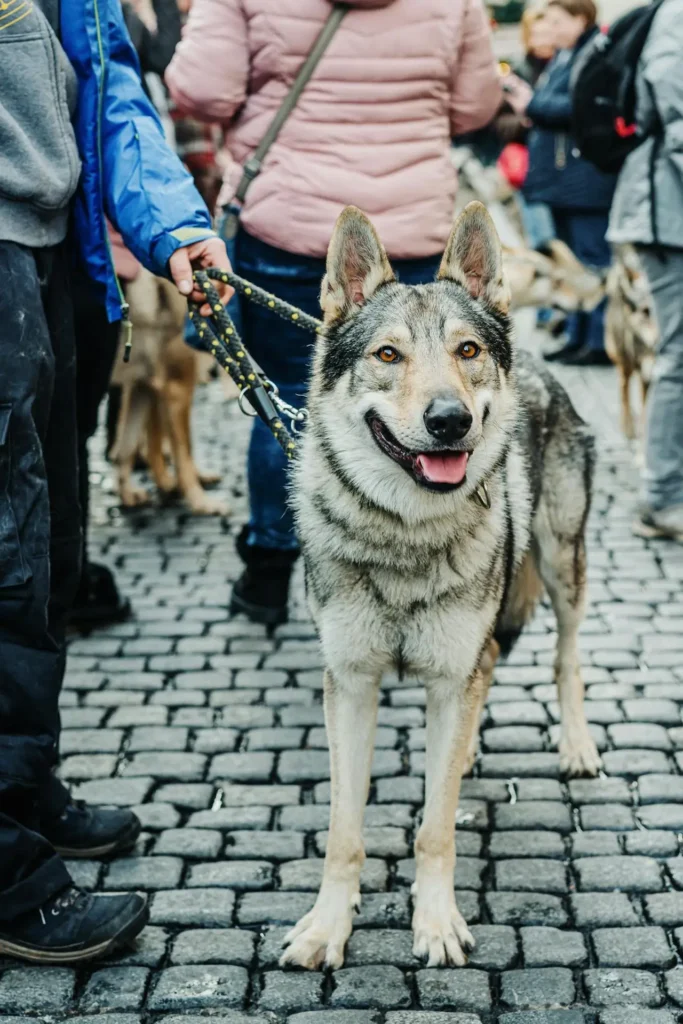 perro lobo checoslovaco