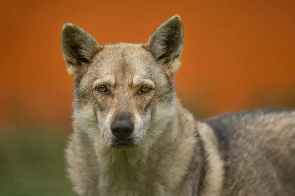 perro lobo checoslovaco