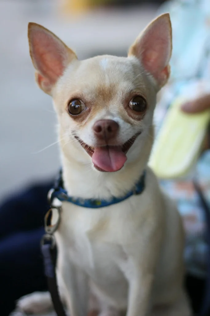 perro chihuahua