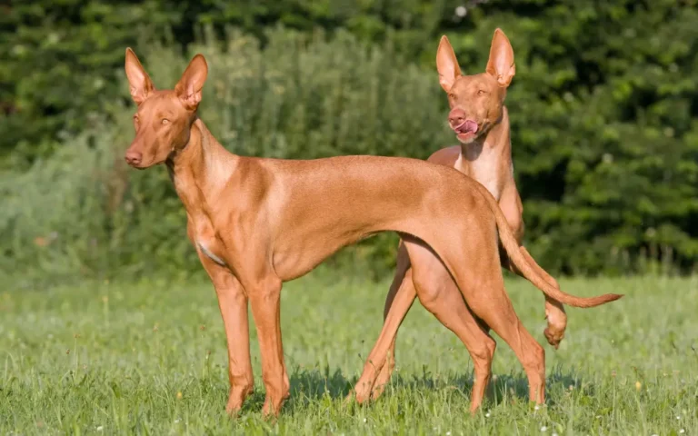 podenco faraónico