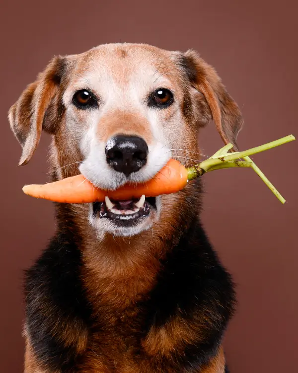 los perros pueden comer brocoli