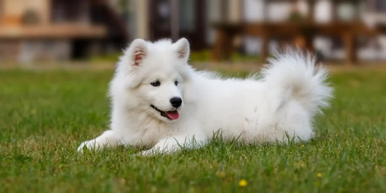 perro samoyedo