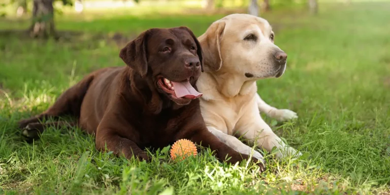 Labrador Retriever