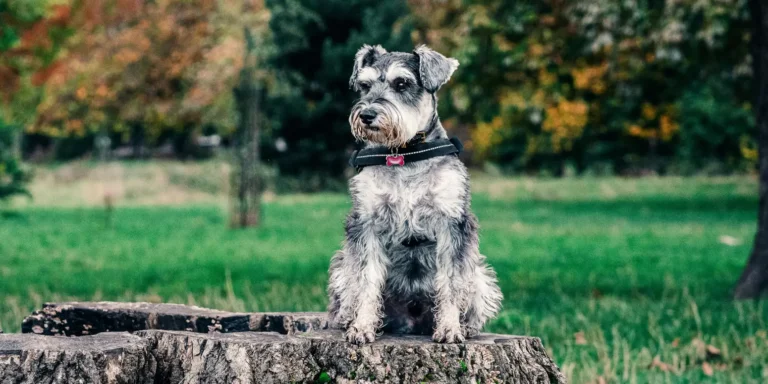 Schnauzer Miniatura