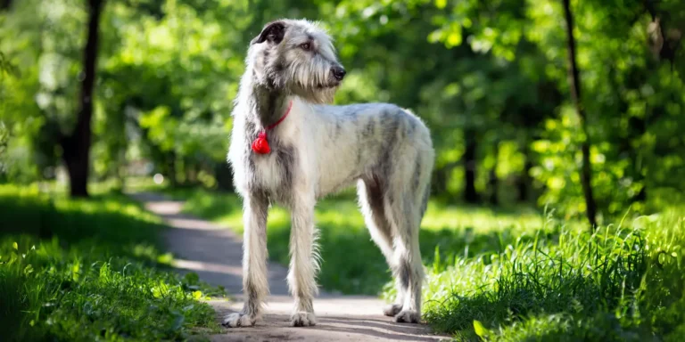 Perro Lobero Irlandés